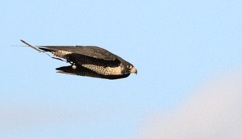 Peregrine Falcon mid dive